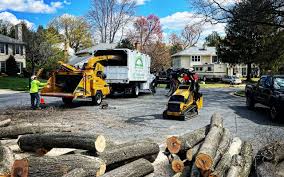 Best Tree Removal Service  in Ava, MO